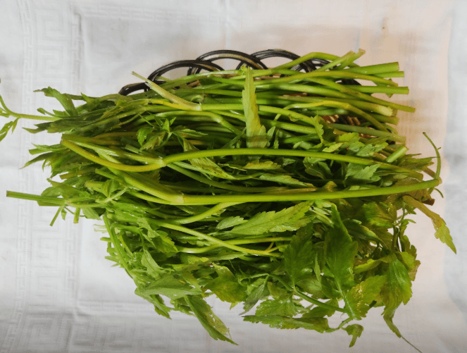 미나리(계절메뉴)